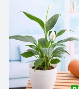 Peace Lily home decor gifts