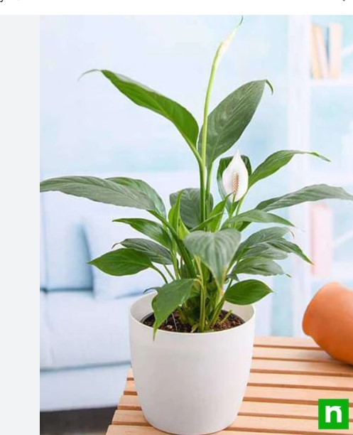 Peace Lily home decor gifts