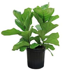Indoor Plant