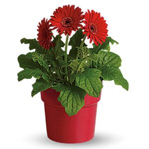 Gerbera Daisy Plant online Order in Hyderabad