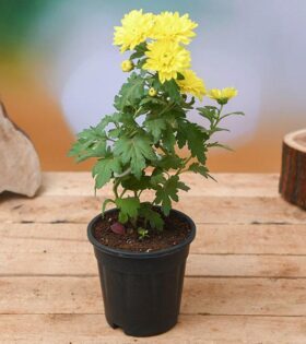 Yellow Chamanthi Plant