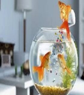 Fish aquarium gifts in hyderabad online same day delivery