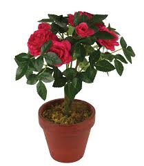 Best indoor plants to gift on birthday surprise in Hyderabad