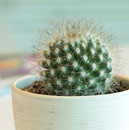 White Barrel Cactus Indoor plant in Ceramic Pot Online Hyderabad