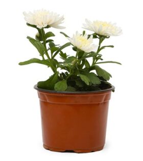 Guldavri Plant