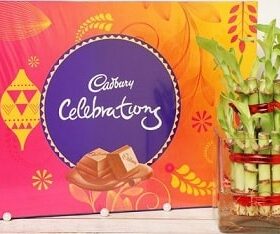 Bamboo Plant with Celebrations