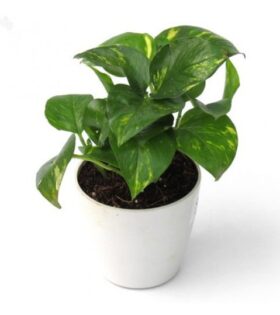 Money plant online Hyderabad