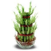 Good Luck Plant (3 Layer)