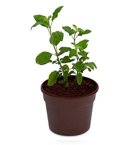 Tulsi Plant online Hyderabad