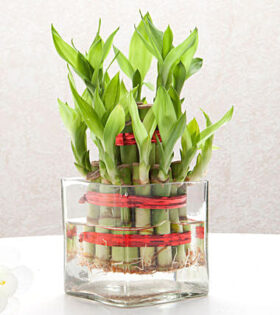 Two Layer Good Lucky Bamboo Plant Hyderabad Online
