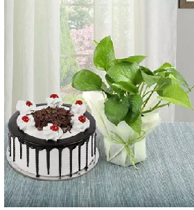 Black Forest Cake N Money Plant