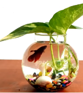 Aquarium fish online delivery Hyderabad