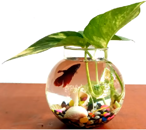 Aquarium fish online delivery Hyderabad