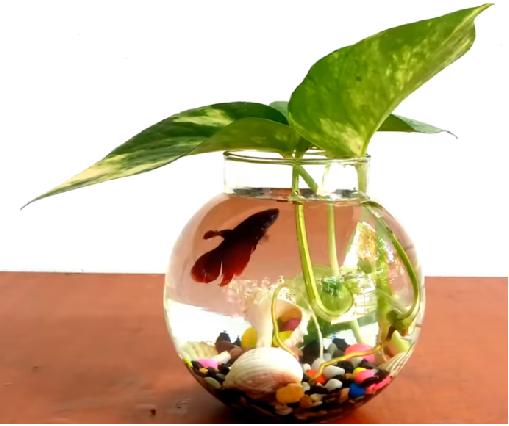 Aquarium fish online delivery Hyderabad Gifts same day