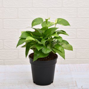 Money Plant gift delivery in Hyderabad online for birthday