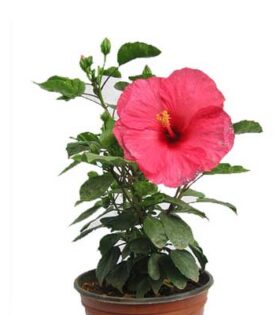 Hibiscus Plant Online Hyderabad India same day Birthday