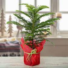 send online Christmas Plant gifts in Hyderabad