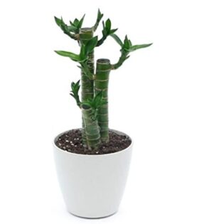 Cut leaf Bamboo plant online delivery Hyderabad gifts